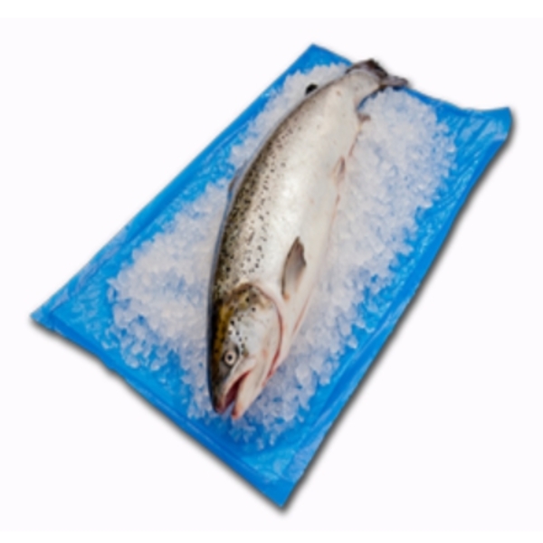 Pads and Mats for seafood and fish transportation